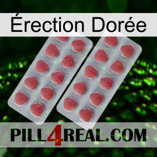 Érection Dorée 19